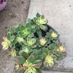 Garden Plants 