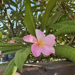 $5 Plumeria cuttings