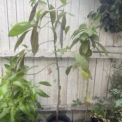 Avocado tree