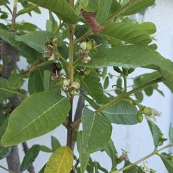 Guava Tree