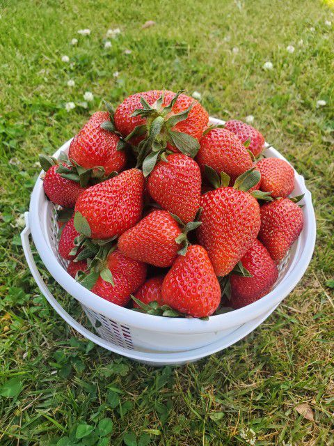 Fresh Strawberries 