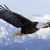 Eaglefc 