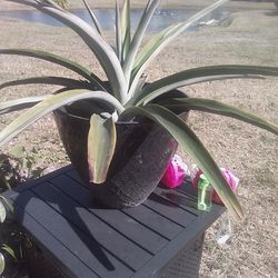 Pineapple plant