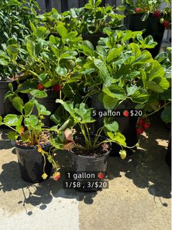 🍓 ORGANIC EVERBEARING STRAWBERRIES 🍓 Already Flowering & Fruiting! Long Harvest Season!