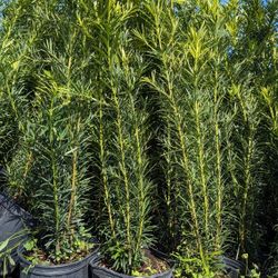 Podocarpus About 4 Feet  Tall Instant Privacy Hedge Full Green Fertilize Wide Ready For Planting Same Day Transportation