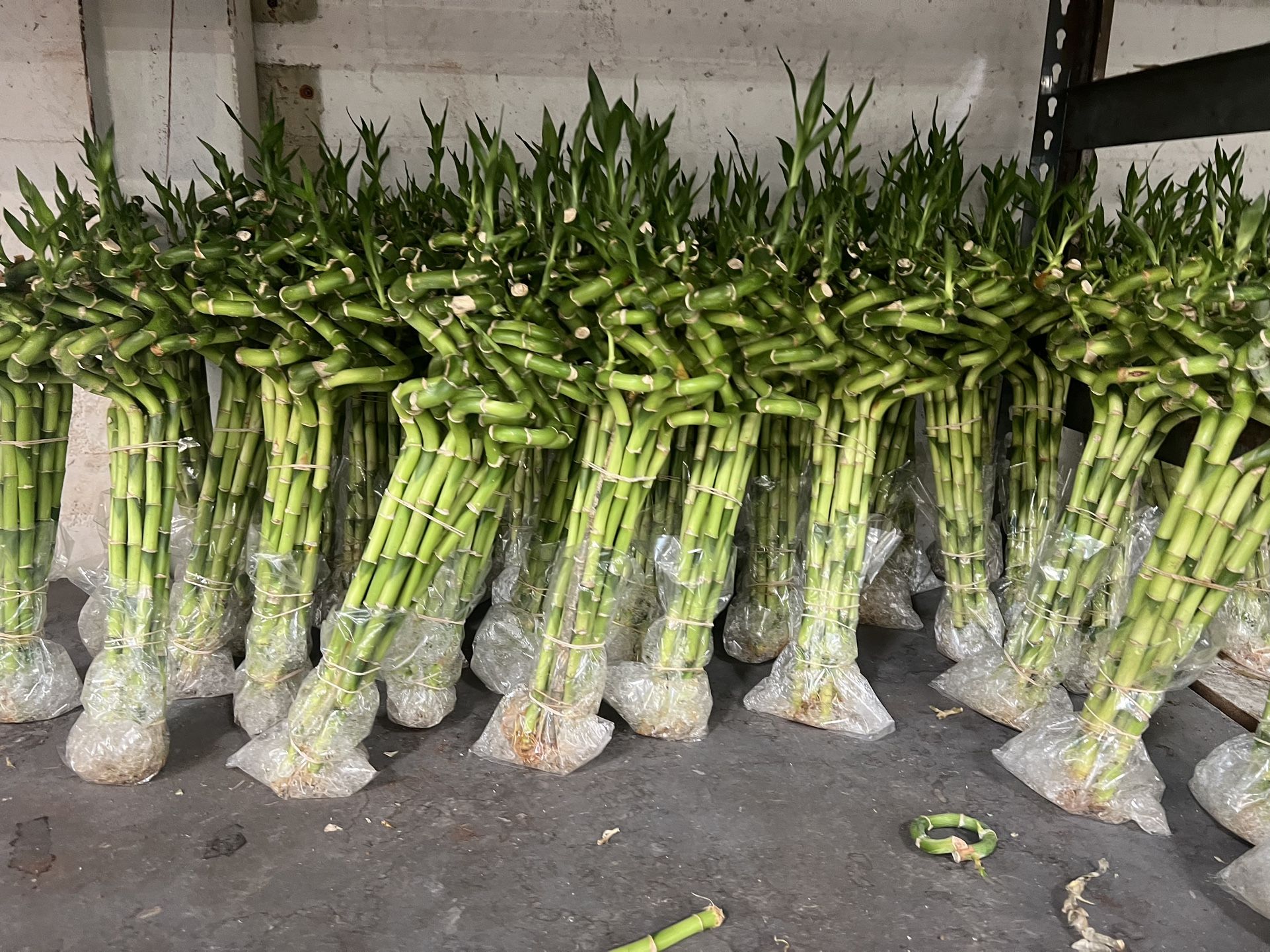 Bamboo Plants