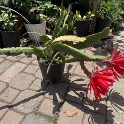 Epiphyllum Big Flower