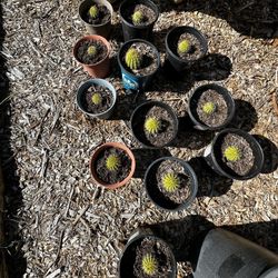 asking 3 dollars for each 