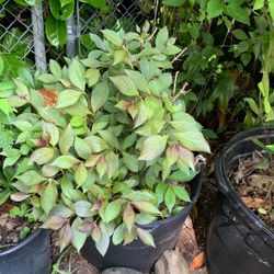 Spilled Wine Weigela