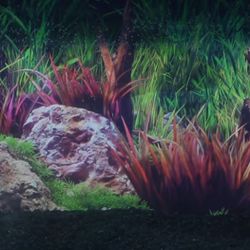 Fish Tank Wallpaper