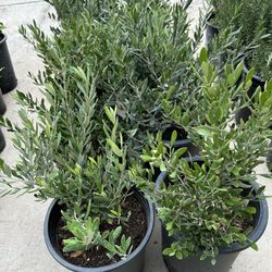 Mini Olie Olive Bush15$ 