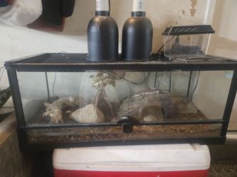 Leopard Gecko Tank