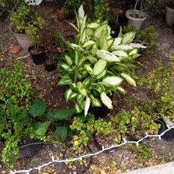 Dieffenbachia Camille