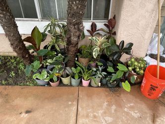 Wide Variety Of Beautiful Plants All Healthy And All At Low Prices.