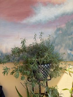 Large Live Trailing Succulent Plant in Black Lattice Pot