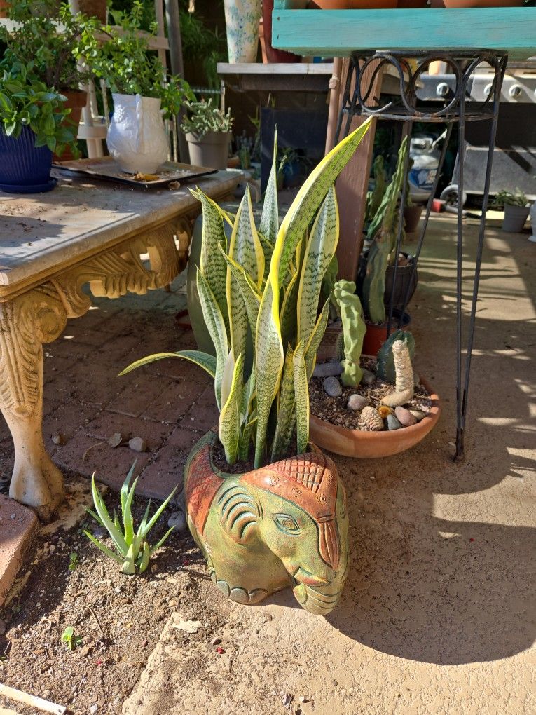 Sansevieria Snake Plant In Adorable 1ft 3in Wide Elephant Pot