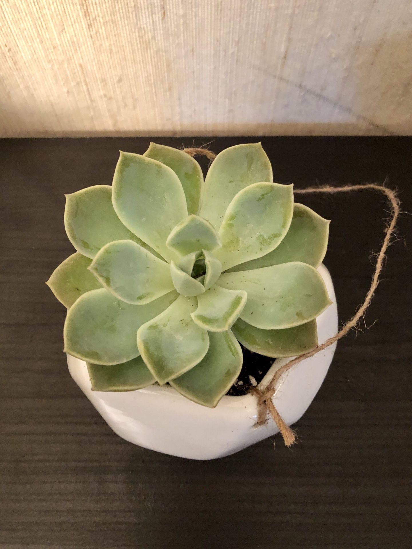 Live succulent plant in a 4" white ceramic pot