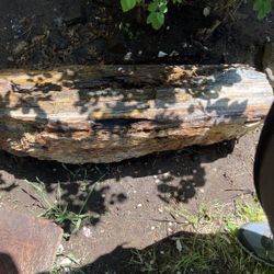 Petrified wood