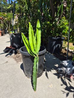 Lisa dragon fruit cutting