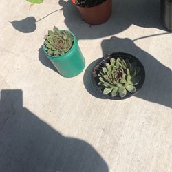 Succulent (Lipstick) Plants $5 Each 
