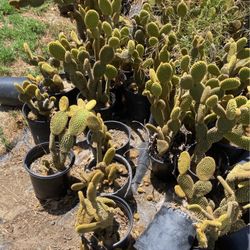 Bunny Ear Plants