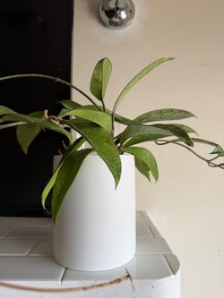 6” Plant Pot
