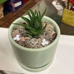 Succulents Indoor And Outdoors Plant With Nice Pot 