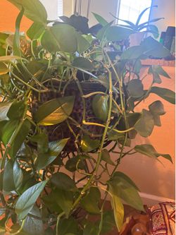 A plant without planter
