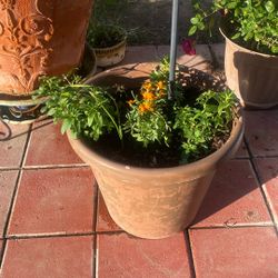 Big, Big Pot 8 Diferents Plants Dragons, Clavellinas, Claveles Amarillos, hollyhocks, and White Pepper Mints, 