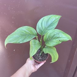 4” monstera lechleriana