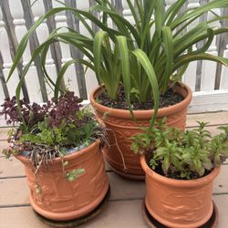 2 Sets Of 3 Terra Cotta Planters With Growing Flowers