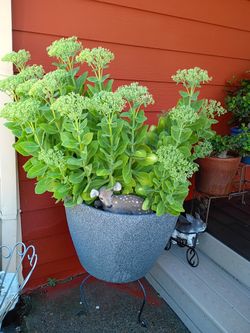 LOVELY 🏵️ PLANT 