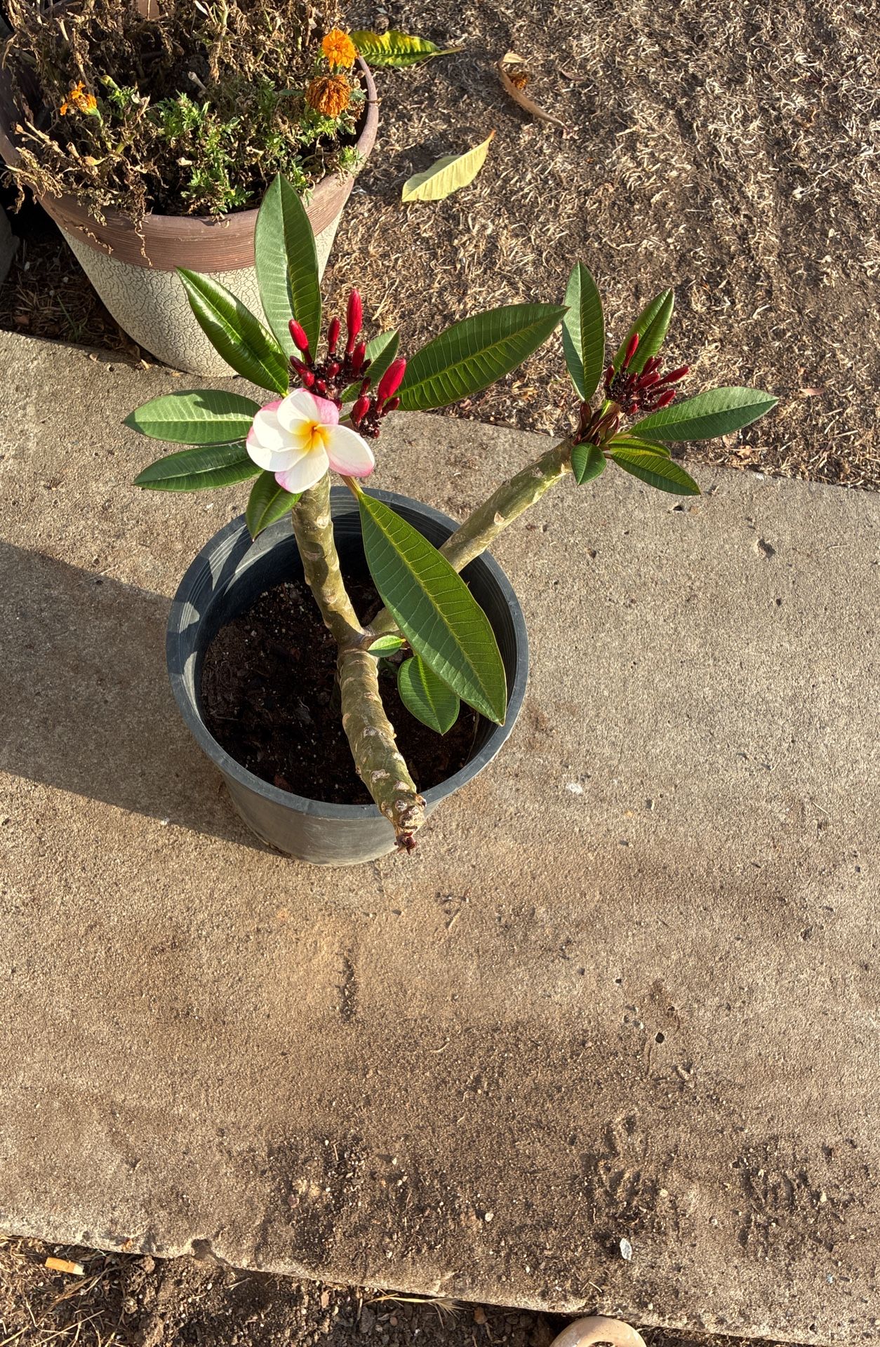 Plumeria Rooted Potted Growing Wonderfully Since 3/25/25