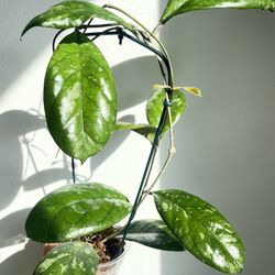 Hoya cv Elvis Splash