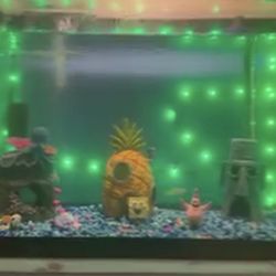 Pecera De 20 Galones 