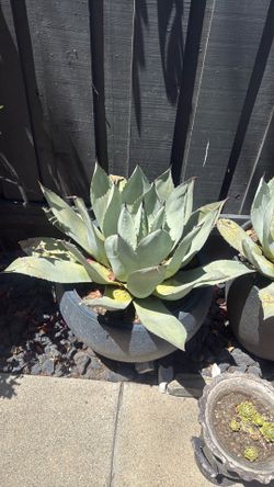 Artichoke agave