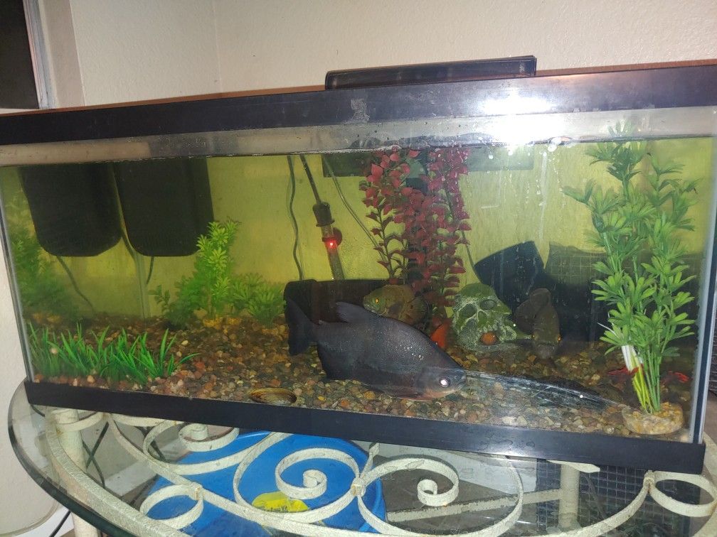30 gallon fish tank