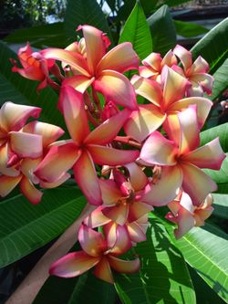 Puu Kahea Plumeria