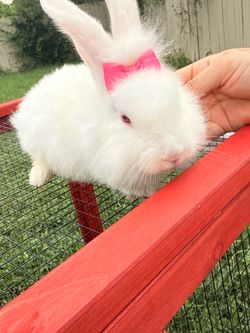 Plush bunny’s