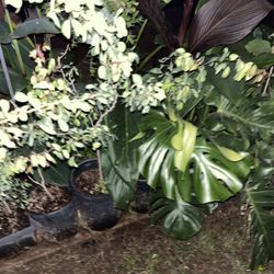 Plants Available Garden Sanctuary Garden