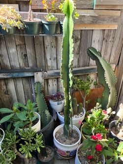 Large Green Euphorbia 5 ft tall in cute ceramic flowers pot