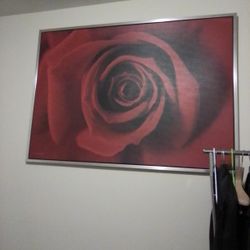 50+40 Rose Fram Print