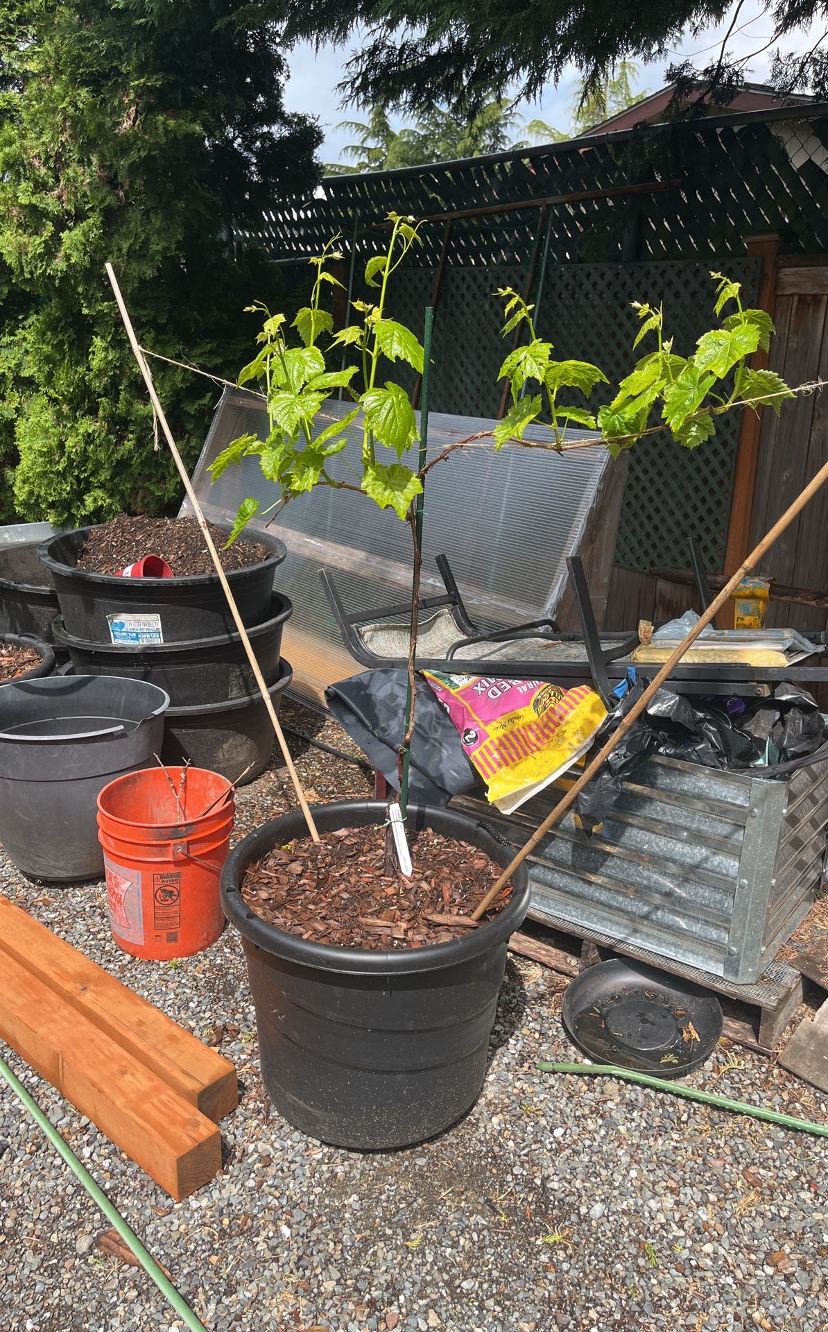 Grape Vine -$ 40 Each