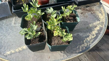 YELLOW WATERMELON plants