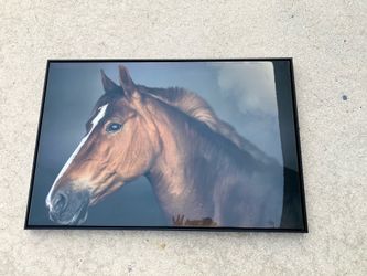 Framed Horse Photograph