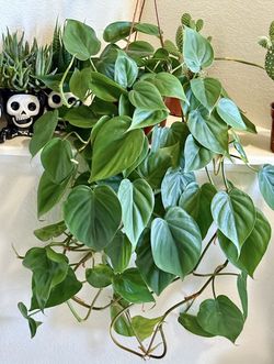 🪴HEART♥️LEAF //SWEETHEART philodendron 5’ TALL🙏PLS READ DESCRIPTION