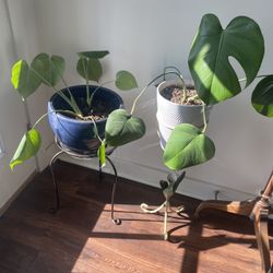 Monsterra Plants And Stand