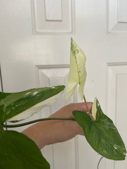 Albo Syngonium plant CUTTING- rooted