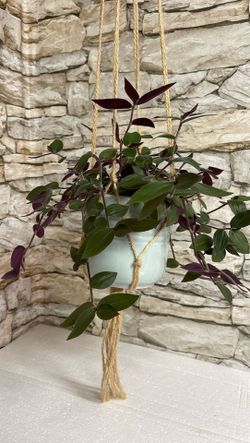 Baby Bunny Bellies Easy To Care Fuzzy House Plant In Ceramic Pot 5"H.