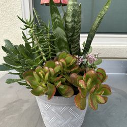 Assorted Succulent Plants